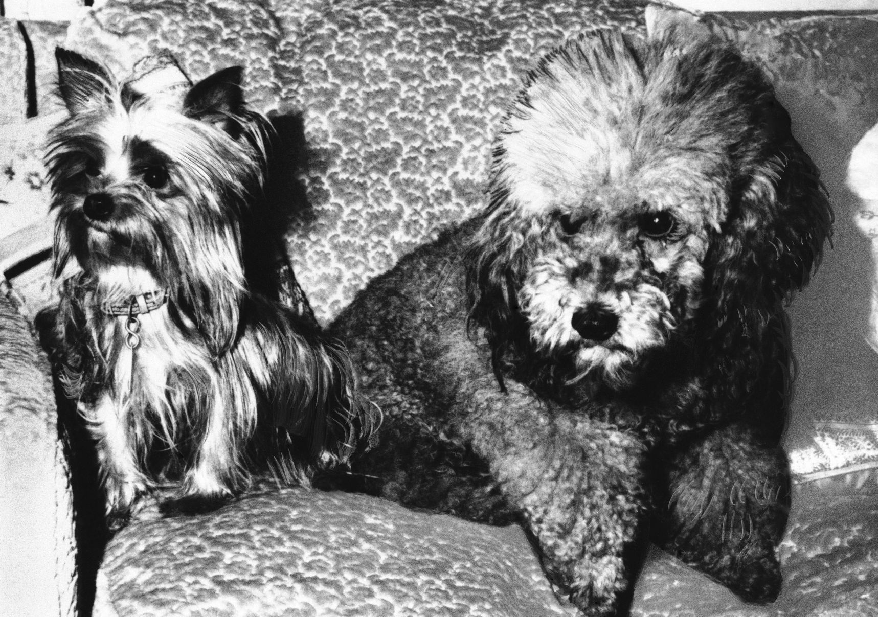 1969, Pasha and Vicky